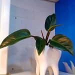 دوره آموزشی دستیار دندانپزشک